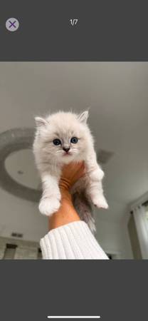 Ragdoll kittens (Snohomish)63684398476929120