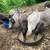 Ducks - Breeding Pairs 3 thumbnail