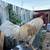 white leghorn mix rohde island rooster 2 thumbnail