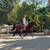 Versatile Warmblood Gelding for Sale 1 thumbnail