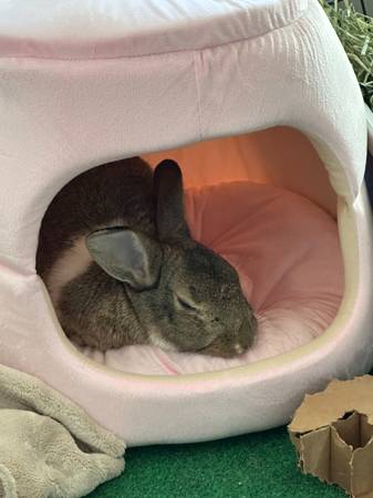 Indoor Rabbits Need Loving Homes ? (Las Vegas)63907299242371124