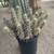 Cactus - Many Established Mature Specimens 11 thumbnail