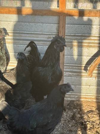 Ayem Cemani (chickens) (North Visalia)63873028331905121