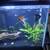 30 gallon fish tank 6 thumbnail