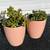 Two succulents in ceramic flower pots 15 thumbnail