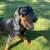 American Doberman puppy 1 thumbnail