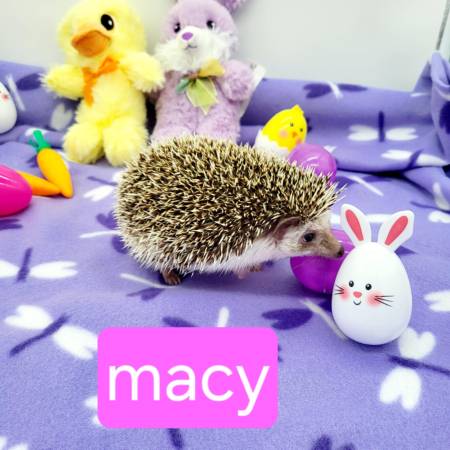 Hedgehogs 1