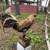 Gamefowl game chickens 9 thumbnail
