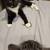 Two terrific, loving rescue cats need home 9 thumbnail