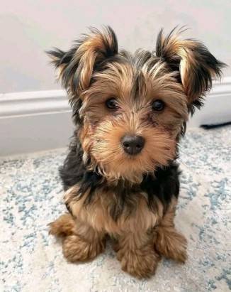 Cachorro Yorkie lleno de amor !!! (7O2-9six3-Six525)63955848098947120