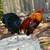 Gamefowl 3 thumbnail