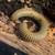 Baby yellow Smokey Oak millipedes FS 2 thumbnail
