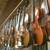 wholesale (clearance!) violins, violas, cellos, bows, parts 1 thumbnail