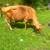 Bred Jersey cow 3 thumbnail