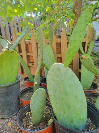 Cactus Plants - Prickly Pear 1