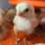 Indio Gigante Chicks 1 thumbnail