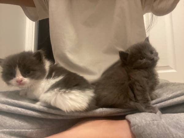 Rehoming kittens605574095784519684