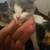 Three 12 week old kittens 2 thumbnail