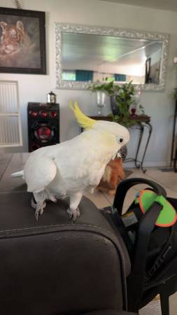 Cacatúa63697509279105121