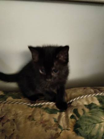 Gatitos adorables (Lawrenceville)63881507076739122