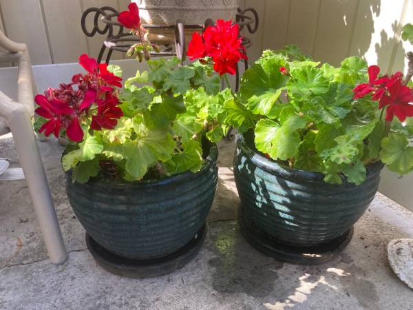 TWO CERAMIC POTS WITH GERANIUM FLOWERS 1