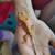 Crested geckos 4 thumbnail