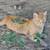 Torti cat, and orange tabby male 5 thumbnail