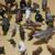 Schleich Animals Figurine 3 thumbnail