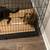 Male Toy poodle puppy for sale 3 thumbnail