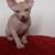 Sphynx Kittens 6 thumbnail