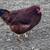 Chicken laying hens pullets 2 thumbnail