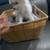 Pom Terrier 16 thumbnail