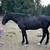 Tennessee Walker Gelding 1 thumbnail