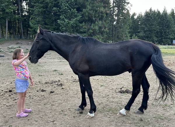 Tennessee Walker Gelding 1