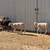 Ram Lamb Sheep 2 thumbnail
