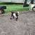 Nigerian Dwarf Baby Goats 9 thumbnail