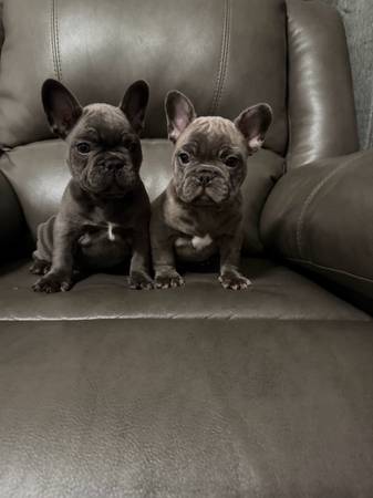 Toy French bulldogs 1