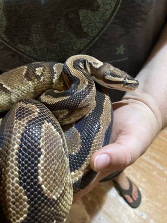 Ball Python Corn Snake y recintos (Graceville)63871469993987121