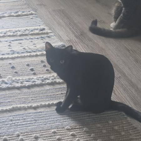2 young cats free 1