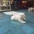 Puppys 2 thumbnail