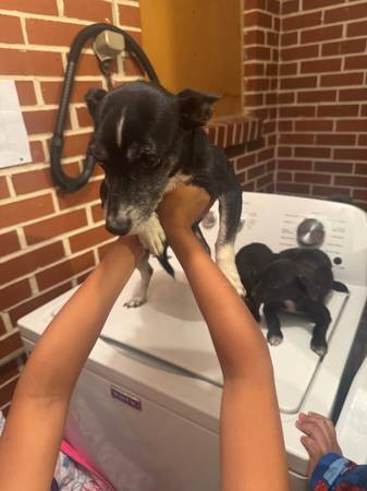 Rehomimg 5 chihuahua puppies (Decatur)63660366687361120
