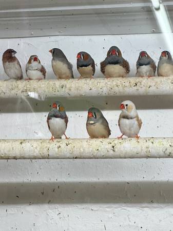 Zebra finch (Elmhurst)63148853023617122