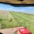 2025 Bluestem Grass Hay 6 thumbnail
