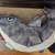 Dog Halloween costumes 1 thumbnail