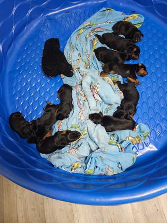 Cachorros AKC Dobie (Ginebra)64015188845185120