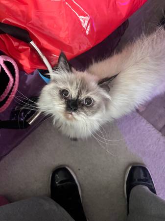 Hembra persa de 1 año, cruce de cara de muñeca (Everett)63443576999427123