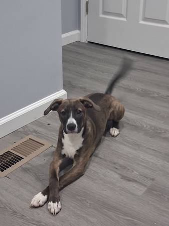 Pit blue heeler mix male puppy 1