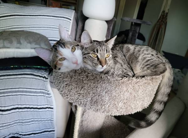 Tabby and Calico female cats need rehoming ASAP (morgan hill)64188537017602123