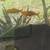 Koi fish big size great price 12 thumbnail