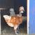 Started Polish and Silky chickens 9 thumbnail